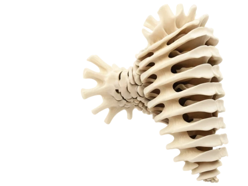 cervical spine,spines,spine,spiral bevel gears,spiny sea shell,vertebrae,ribcage,helical,rib cage,fish skeleton,bone-in rib,chiropractic,artificial joint,wood skeleton,rmuscles,greater galangal,spiny,chiropractor,lion's skeleton,skeletal structure,Conceptual Art,Graffiti Art,Graffiti Art 06