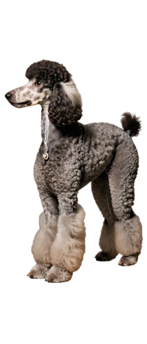 standard poodle,poodle crossbreed,miniature poodle,american water spaniel,cockapoo,spanish water dog,portuguese water dog,poodle,spaniel,french spaniel,picardy spaniel,jagdterrier,catalan sheepdog,blue picardy spaniel,standard schnauzer,shih-poo,bedlington terrier,ostrich,border collie,borzoi,Illustration,Retro,Retro 25