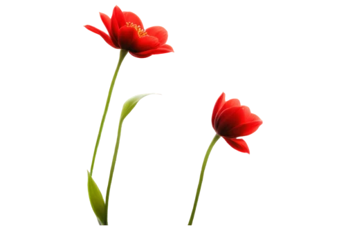 tulip background,flowers png,red tulips,tulipa,turkestan tulip,two tulips,minimalist flowers,tulipa tarda,tulip flowers,tulip,western red lily,tulips,red flowers,wild tulip,flower background,wild tulips,coquelicot,red carnation,tulipa humilis,tulip blossom,Illustration,Realistic Fantasy,Realistic Fantasy 16