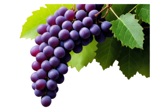 grape seed extract,purple grapes,wine grape,grapes icon,grape seed oil,grape hyancinths,grape vine,table grapes,grapes,wine grapes,red grapes,blue grapes,grape,fresh grapes,grape turkish,purple grape,vineyard grapes,cluster grape,bright grape,vitis,Photography,Fashion Photography,Fashion Photography 23