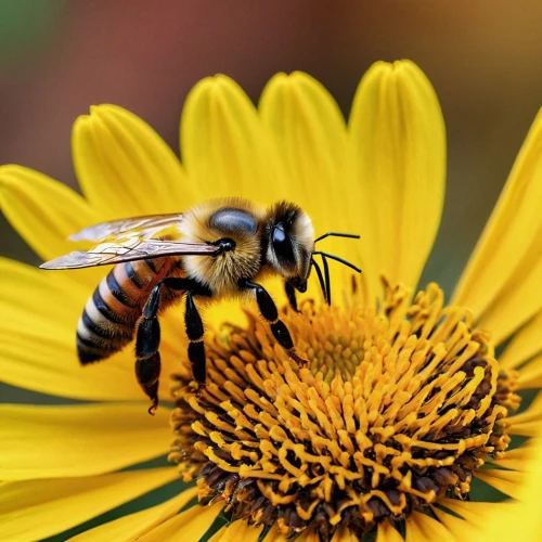 apis mellifera,western honey bee,colletes,bee,pollinator,pollinating,hover fly,pollination,hoverfly,pollinate,honeybees,beekeeping,syrphid fly,wild bee,honey bees,honeybee,bee pollen,honey bee,megachilidae,hornet hover fly,Photography,General,Commercial
