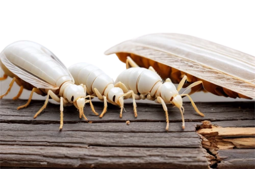 termite,isopod,mound-building termites,arthropods,oriental cockroach,cockroach,gammarus,arthropod,gastropods,coleoptera,mites,scentless plant bugs,marine gastropods,earwigs,mollusks,clam shell,shellfish,cotton swab,freshwater prawns,cardamon pods,Illustration,Japanese style,Japanese Style 15