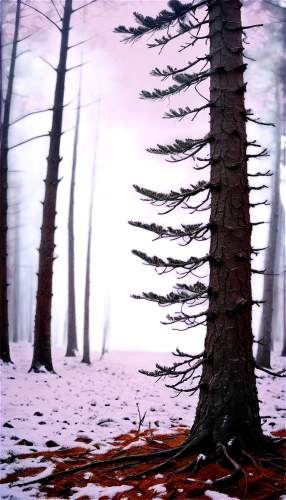 winter forest,fir forest,foggy forest,coniferous forest,spruce-fir forest,pine forest,snow in pine trees,spruce forest,pine trees,winter background,fir trees,mixed forest,snow trees,temperate coniferous forest,spruce trees,black forest,deciduous forest,conifers,forest background,elven forest,Illustration,Abstract Fantasy,Abstract Fantasy 03