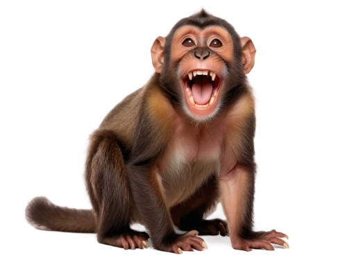 barbary monkey,rhesus macaque,macaque,crab-eating macaque,barbary ape,long tailed macaque,baboon,barbary macaque,monkey,primate,japanese macaque,bleeding-heart baboon,barbary macaques,mandrill,ape,chimpanzee,baboons,the monkey,the blood breast baboons,white-fronted capuchin,Conceptual Art,Oil color,Oil Color 17