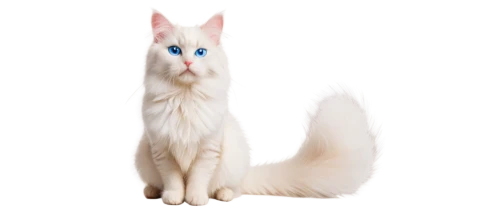 turkish van,turkish angora,british longhair cat,japanese spitz,white cat,indian spitz,american eskimo dog,japanese bobtail,berger blanc suisse,german spitz mittel,cat with blue eyes,kurilian bobtail,shetland sheepdog tricolour,blue eyes cat,german spitz,birman,breed cat,white shepherd,oriental longhair,cat vector,Unique,3D,Modern Sculpture