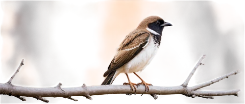 black-headed munia,white-headed munia,chestnut-backed chickadee,passer domesticus,bird painting,butcherbird,bird on branch,chestnut munia,killdeer,shrike,pied bush chat,pied butcherbird,bird illustration,european pied flycatcher,pied triller brown,sparrow bird,passerine bird,munia,red-tailed,carolina chickadee,Art,Classical Oil Painting,Classical Oil Painting 02