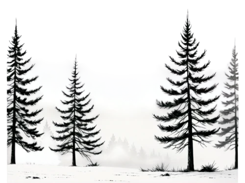 snow in pine trees,coniferous forest,spruce-fir forest,spruce trees,pine trees,fir forest,fir trees,snow trees,winter forest,temperate coniferous forest,silvertip fir,evergreen trees,spruce forest,conifers,winter background,coniferous,larch forests,larch trees,fir needles,sugar pine,Illustration,Black and White,Black and White 35