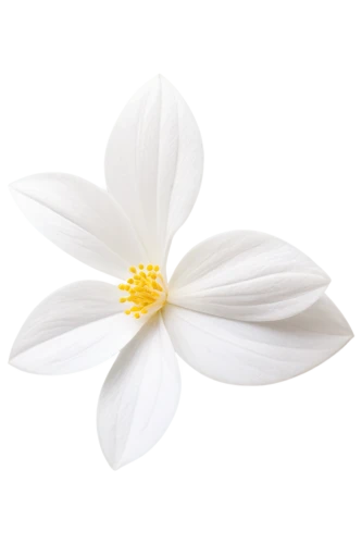 the white chrysanthemum,flowers png,white lily,white chrysanthemum,fragrant white water lily,white plumeria,white magnolia,star magnolia,white flower,minimalist flowers,white water lily,white cosmos,white dahlia,marguerite daisy,delicate white flower,magnolia star,white floral background,lotus png,white petals,wood anemone,Photography,Artistic Photography,Artistic Photography 06