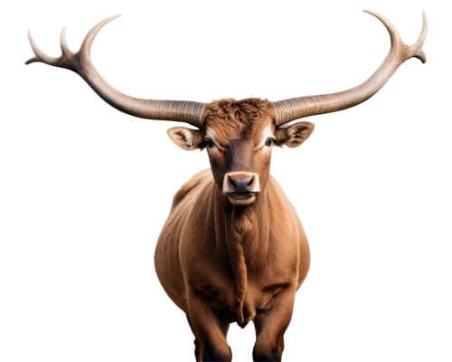 watusi cow,texas longhorn,deer bull,horns cow,gnu,zebu,cervus elaphus,longhorn,oxen,bos taurus,taurus,aurochs,ox,horoscope taurus,elk bull,hartebeest,bull,bovine,cow horned head,mountain cow,Conceptual Art,Fantasy,Fantasy 29