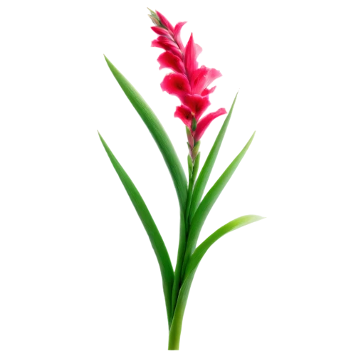 flowers png,gladiolus,pink hyacinth,curcuma,heliconia,bromelia,red turtlehead,centaurium,ginger blossom,firecracker flower,pineapple lily,wild orchid,bromeliad,spectabilis,tuberose,rocket flower,billbergia pyramidalis,citronella,flower exotic,siam rose ginger,Art,Classical Oil Painting,Classical Oil Painting 24