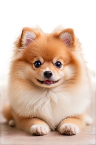 pomeranian,german spitz mittel,german spitz,german spitz klein,pekingese,indian spitz,dog,cheerful dog,purebred dog,tibetan spaniel,cute puppy,dog breed,pungsan dog,swedish lapphund,long hair chihuahua,finnish lapphund,dog pure-breed,chinese imperial dog,small dog,japanese chin,Unique,3D,Panoramic