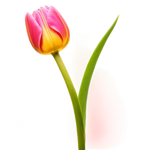 tulip background,turkestan tulip,flowers png,tulip flowers,yellow orange tulip,tulip,tulipa,two tulips,tulip blossom,flower background,pink tulip,vineyard tulip,tulip bouquet,tulips,wild tulip,flower illustrative,siam tulip,tulipa tarda,tulpenbüten,spring leaf background,Illustration,American Style,American Style 09