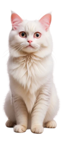 white cat,turkish angora,cat vector,cat image,breed cat,cute cat,turkish van,napoleon cat,cat,birman,american curl,british shorthair,british longhair cat,japanese bobtail,funny cat,scottish fold,cartoon cat,kurilian bobtail,pink cat,domestic long-haired cat,Art,Artistic Painting,Artistic Painting 50