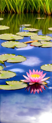 lotus on pond,pond flower,pond lily,water lily,water lily flower,waterlily,water lilies,pink water lilies,lotus pond,water lilly,pink water lily,water lotus,large water lily,lotuses,lily pond,lotus flowers,flower of water-lily,white water lilies,lotus blossom,water lily plate,Conceptual Art,Daily,Daily 17