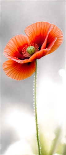 red poppy,poppy flower,iceland poppy,poppy flowers,poppy anemone,gerbera flower,red gerbera,oriental poppy,papaver,floral poppy,poppy plant,coquelicot,klatschmohn,gerbera,red poppies,a couple of poppy flowers,corn poppy,red anemone,red poppy on railway,poppies,Conceptual Art,Sci-Fi,Sci-Fi 03