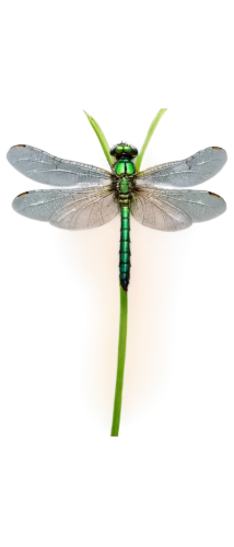 spring dragonfly,dragonfly,dragon-fly,banded demoiselle,dragonflies and damseflies,green-tailed emerald,gonepteryx cleopatra,membrane-winged insect,chrysops,hawker dragonflies,damselfly,aix galericulata,flying insect,gonepteryx rhamni,winged insect,dragonflies,lacewing,pellucid hawk moth,cingulata,trithemis annulata,Photography,Black and white photography,Black and White Photography 13