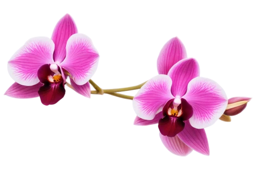 moth orchid,laelia,phalaenopsis equestris,phalaenopsis,flowers png,phalaenopsis sanderiana,spathoglottis,wild orchid,mixed orchid,orchid flower,orchid,orchids of the philippines,laelia crispa,orchids,laelia albida,christmas orchid,lilac orchid,epidendrum,sciuris major vulgaris,cattleya,Illustration,Realistic Fantasy,Realistic Fantasy 36