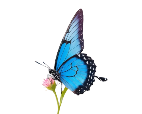 blue butterfly background,butterfly clip art,white admiral or red spotted purple,ulysses butterfly,butterfly vector,butterfly on a flower,butterfly background,mazarine blue butterfly,morpho butterfly,morpho peleides,butterfly isolated,blue butterfly,pipevine swallowtail,melanargia,hesperia (butterfly),morpho,isolated butterfly,butterfly floral,melanargia galathea,french butterfly,Photography,Fashion Photography,Fashion Photography 25