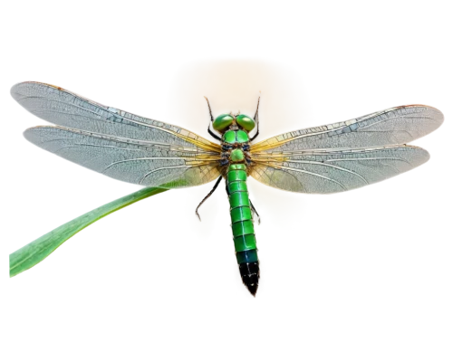 green-tailed emerald,gonepteryx cleopatra,dragonflies and damseflies,dolichopodidae,aix galericulata,chrysops,spring dragonfly,dragonfly,banded demoiselle,cyprinidae,gonepteryx rhamni,halictidae,elapidae,dragon-fly,membrane-winged insect,erinaceidae,tipulidae,talpidae,herbstannemone,oecanthidae,Illustration,Black and White,Black and White 06