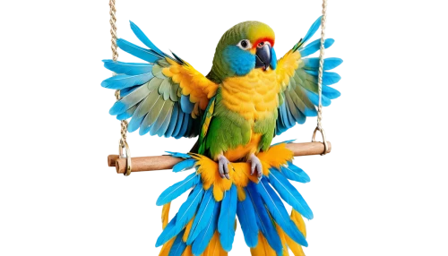 blue and gold macaw,blue and yellow macaw,macaws blue gold,yellow macaw,macaw hyacinth,golden parakeets,caique,bird png,sun parakeet,guacamaya,yellow parakeet,macaw,tropical bird climber,blue macaw,beautiful macaw,yellow green parakeet,decoration bird,parakeet,couple macaw,cute parakeet,Photography,Fashion Photography,Fashion Photography 03