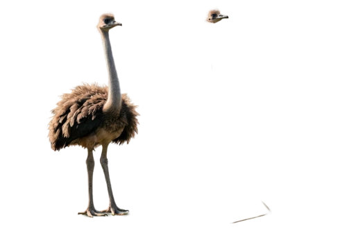 ostrich,ostriches,grey neck king crane,ostrich farm,crane-like bird,emu,storks,cranes,bird couple,flamingo couple,two flamingo,greater flamingo,white-naped crane,bird png,baby stork,greater rhea,crane,stork,anthropomorphized animals,flightless,Illustration,Paper based,Paper Based 06