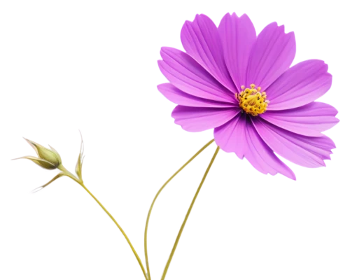 flowers png,senetti,osteospermum,cosmos flower,purple daisy,minimalist flowers,wood daisy background,anemone purple floral,cosmos flowers,flower background,anemone japonica,china aster,african daisy,flower illustrative,violet chrysanthemum,purple flower,purple coneflower,cosmos caudatus,crown chakra flower,purple chrysanthemum,Illustration,Vector,Vector 13