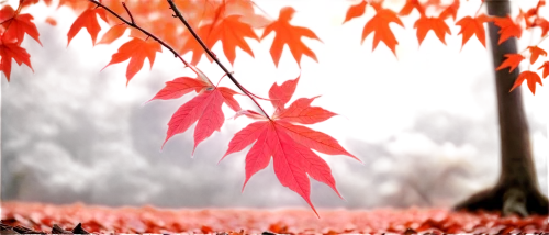 acer japonicum,red leaves,autumn background,reddish autumn leaves,maple foliage,red leaf,red maple,maple leaf red,blood maple,red foliage,maple leave,japanese maple,colored leaves,maple tree,red maple leaf,leaf background,autumn foliage,leaf maple,red tree,leaves in the autumn,Illustration,Black and White,Black and White 01