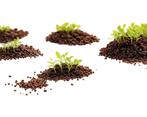 seedlings,garden cress,clay soil,sprouted seeds,plant bed,ecological sustainable development,plant community,tender shoots of plants,planting,sowing,soil,ornamental plants,landscape designers sydney,the cultivation of,perennial plants,seedling,soil erosion,broccoli sprouts,artificial turf,fertilize,Illustration,Vector,Vector 10