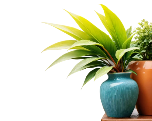 potted palm,plants in pots,ornamental plants,potted plant,houseplant,house plants,potted plants,wooden flower pot,plant pot,garden pot,exotic plants,money plant,ornamental plant,plant pots,terracotta flower pot,container plant,pot plant,perennial plants,green plants,dark green plant,Illustration,Retro,Retro 14