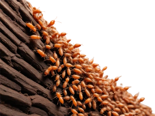 mound-building termites,anthill,millipedes,ants climbing a tree,spines,dried cloves,fire ants,fir cone,centipede,thatch roof,pine cones,thatched roof,straw roofing,ant hill,pine cone,pinecones,lamellar mushrooms,spikes,rope detail,stingless bees,Conceptual Art,Daily,Daily 15