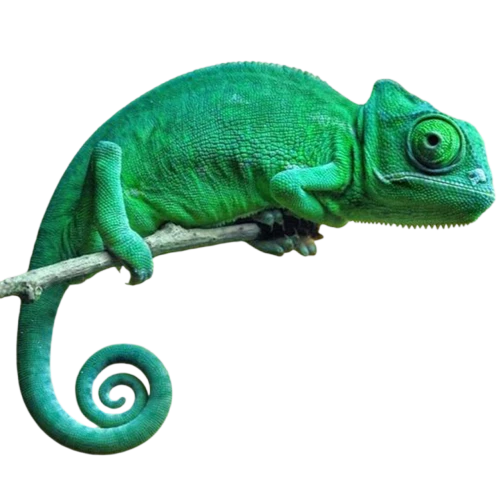 meller's chameleon,panther chameleon,yemen chameleon,chameleon,beautiful chameleon,common chameleon,sleeping chameleon,emerald lizard,cyclura nubila,patrol,iguanidae,eleutherodactylus,malagasy taggecko,chameleon abstract,morelia viridis,varanidae,landmannahellir,gekkonidae,philomachus pugnax,green crested lizard