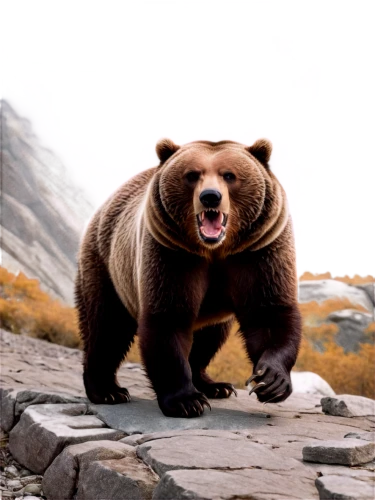 nordic bear,brown bear,kodiak bear,cute bear,bear,bear kamchatka,great bear,bear guardian,bear market,grizzly bear,scandia bear,brown bears,grizzly,bears,buffalo plaid bear,bear teddy,grizzlies,american black bear,spectacled bear,bear cub,Photography,Documentary Photography,Documentary Photography 34
