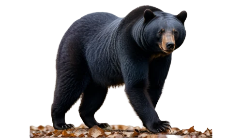 american black bear,nordic bear,ursa,bear,black bears,great bear,scandia bear,bear kamchatka,bear guardian,kodiak bear,bearskin,bear market,schleich,cub,bears,sun bear,sloth bear,spectacled bear,canidae,bear bow,Illustration,Black and White,Black and White 29