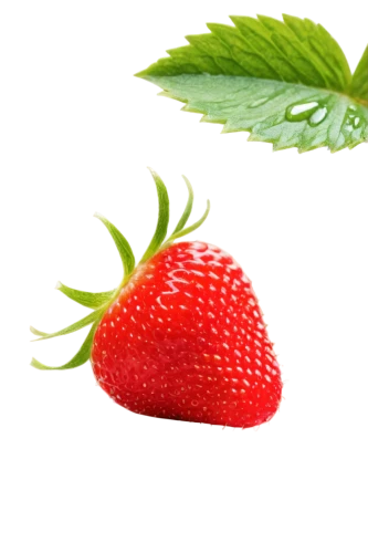 strawberry plant,raspberry leaf,strawberry ripe,strawberry,alpine strawberry,red strawberry,mock strawberry,cannabidiol,strawberries,cannabinol,strawberry flower,strawberry tree,west indian raspberry ,west indian raspberry,strawberries falcon,red berry,virginia strawberry,native raspberry,berry fruit,mollberry,Conceptual Art,Fantasy,Fantasy 04