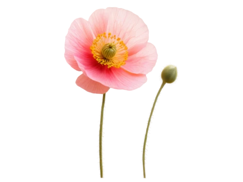 poppy anemone,klatschmohn,anemone japonica,pink poppy,pink anemone,bush anemone,flowers png,japanese anemone,anemone honorine jobert,poppy flower,poppy flowers,poppy plant,genus anemone,japanese anemones,floral poppy,garden anemone,fall anemone,a couple of poppy flowers,anemone de caen,anemone japanese,Photography,Artistic Photography,Artistic Photography 13