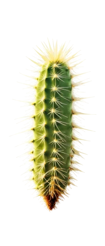 cactus digital background,cactus,fishbone cactus,maguey worm,prickly,prickle,san pedro cactus,peniocereus,cacti,prickly pear,organ pipe cactus,barrel cactus,nopal,opuntia,spiny,sonoran,hedgehog cactus,sonoran desert,desert plant,dutchman's-pipe cactus,Photography,Fashion Photography,Fashion Photography 24