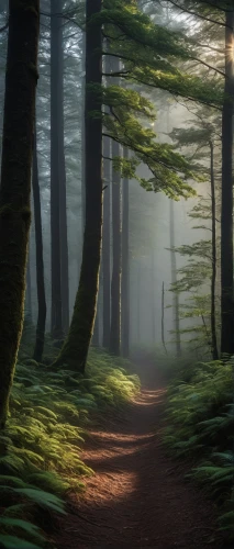 forest path,foggy forest,germany forest,spruce forest,redwoods,coniferous forest,fir forest,tree lined path,forest glade,enchanted forest,beech forest,forest of dreams,forest walk,the mystical path,fairytale forest,forest road,pine forest,wooden path,green forest,elven forest,Photography,General,Natural