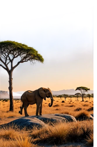 african elephant,tsavo,african bush elephant,adansonia,african elephants,serengeti,elephantine,etosha,elephant with cub,namibia,africa,botswana,east africa,kenya africa,elephant herd,tanzania,safari,elephants,kilimanjaro,mount kilimanjaro,Photography,Documentary Photography,Documentary Photography 21