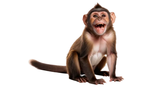 macaque,barbary monkey,rhesus macaque,crab-eating macaque,long tailed macaque,cercopithecus neglectus,japanese macaque,baboon,barbary ape,chimpanzee,monkey,primate,white-fronted capuchin,mandrill,ape,barbary macaque,barbary macaques,bleeding-heart baboon,common chimpanzee,japan macaque,Photography,Documentary Photography,Documentary Photography 18