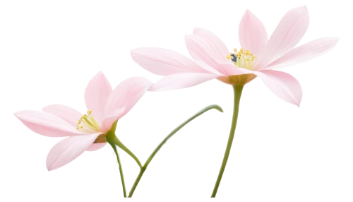 flowers png,minimalist flowers,narcissus pink charm,flower illustration,lillies,flower illustrative,lotus png,snowdrop anemones,lilies,easter lilies,tulipa,illustration of the flowers,centaurium,lily flower,flower background,tulip background,sego lily,anthers,autumnalis,guernsey lily,Conceptual Art,Daily,Daily 22