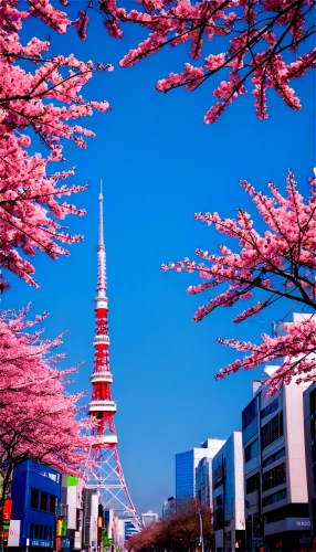 sakura trees,japanese sakura background,sakura tree,sky tree,cherry blossom festival,beautiful japan,japanese cherry trees,tokyo sky tree,cherry blossom tree-lined avenue,sakura blossom,cherry blossom japanese,sakura cherry blossoms,sakura branch,cherry blossom tree,sakura cherry tree,japanese cherry blossoms,sakura blossoms,takato cherry blossoms,the cherry blossoms,japanese cherry blossom,Illustration,Realistic Fantasy,Realistic Fantasy 45