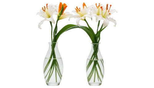 ornithogalum,flowers png,madonna lily,strelitzia orchids,easter lilies,ornithogalum umbellatum,strelitzia,flower vases,hymenocallis,tulip white,sego lily,tulipa,flower vase,freesias,glass vase,jonquils,wild tulips,lilium candidum,torch lilies,hymenocallis littoralis,Conceptual Art,Daily,Daily 15