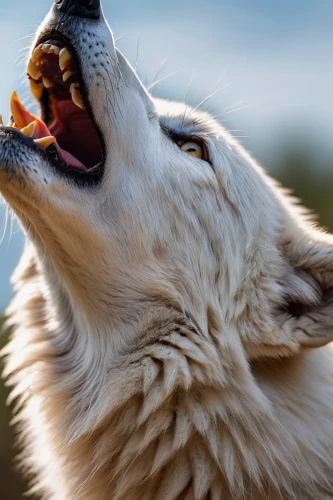 new guinea singing dog,howling wolf,northern inuit dog,howl,white shepherd,tamaskan dog,saarloos wolfdog,wolfdog,canis lupus,yawning,canines,malamute,canidae,canadian eskimo dog,canis lupus tundrarum,native american indian dog,european wolf,huskies,yawns,american eskimo dog,Photography,General,Natural