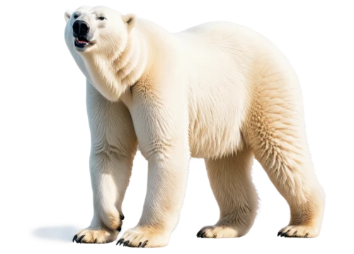 polar,icebear,polar bear,ice bear,nordic bear,aurora polar,polar bears,polar aurora,polar bare coca cola,white bear,scandia bear,polar cap,bear,cub,young polar bear,polar bear children,great bear,kodiak bear,ice bears,polar a360,Conceptual Art,Sci-Fi,Sci-Fi 23