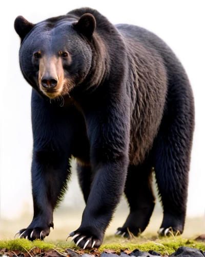 american black bear,spectacled bear,sun bear,black bears,nordic bear,great bear,bear,brown bear,kodiak bear,bear kamchatka,cute bear,scandia bear,sloth bear,grizzly bear,bear guardian,bear market,ursa,bears,buffalo plaid bear,cub,Conceptual Art,Daily,Daily 06