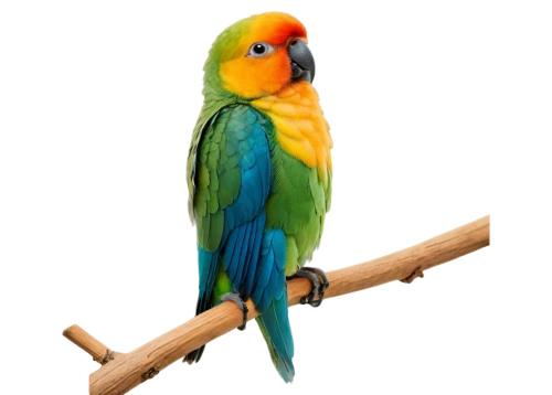 blue and gold macaw,blue and yellow macaw,caique,macaw hyacinth,guacamaya,yellow green parakeet,yellow macaw,yellow parakeet,sun conure,sun parakeet,yellowish green parakeet,south american parakeet,bird png,kakariki parakeet,cute parakeet,sun conures,blue macaw,macaw,parakeet,macaws blue gold,Photography,Documentary Photography,Documentary Photography 37