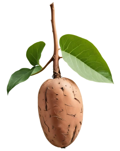 sapodilla,kelapa,salak,sacred fig,indian jujube,barbary fig,allspice,common guava,guava,carob,asian pear,aesculus,rabihorcado,rock pear,sapodilla family,terminalia catappa,cocos nucifera,pear cognition,copper rock pear,juglans,Illustration,Vector,Vector 18
