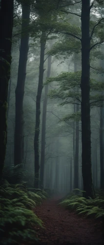 foggy forest,germany forest,beech forest,haunted forest,the forest,coniferous forest,forest dark,forest of dreams,forest of dean,forest path,forest,elven forest,fir forest,deciduous forest,green forest,forest walk,pine forest,enchanted forest,the forests,forest glade,Photography,General,Cinematic