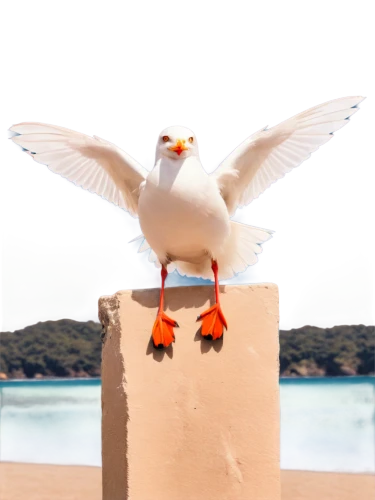 orange gull,tern bird,seagull,royal tern,doves of peace,sea-gull,seagull flying,tern,tern flying,flying tern,sea swallow,seagull in flight,terns,seagulls birds,peace dove,sea bird,flying sea gulls,pacific gull,sea gull,seagulls,Illustration,Paper based,Paper Based 27