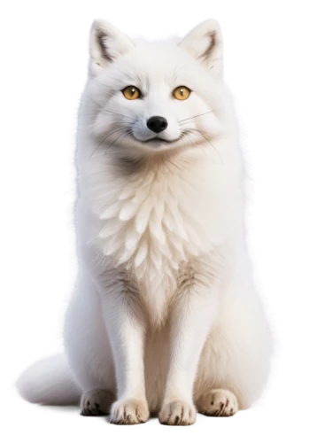 arctic fox,samoyed,canadian eskimo dog,whitey,japanese spitz,child fox,white cat,a fox,white dog,kitsune,akita inu,cute fox,fox,kishu,american eskimo dog,pomeranian,indian spitz,sand fox,adorable fox,snowball,Illustration,Realistic Fantasy,Realistic Fantasy 24